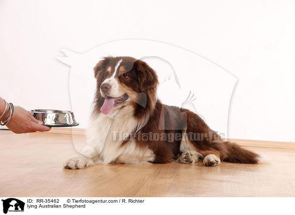 liegender Australian Shepherd / lying Australian Shepherd / RR-35462
