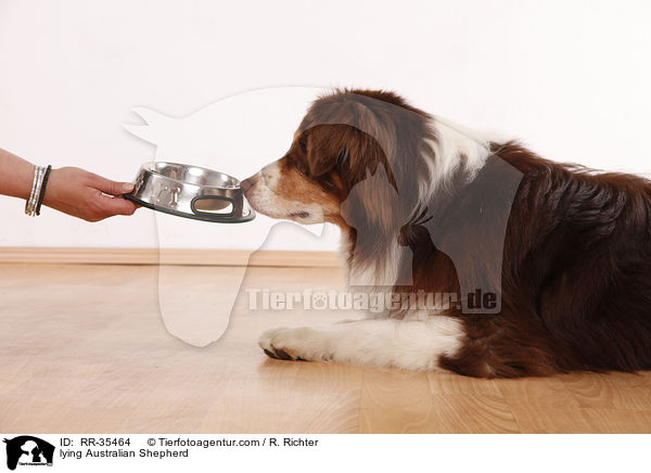 liegender Australian Shepherd / lying Australian Shepherd / RR-35464