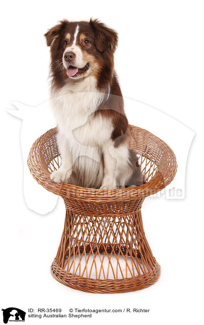 sitzender Australian Shepherd / sitting Australian Shepherd / RR-35469