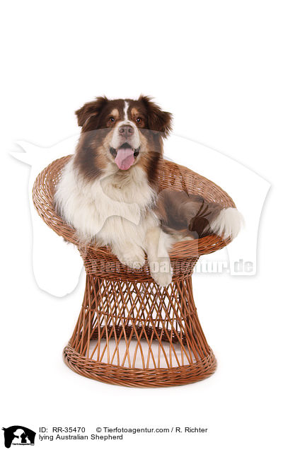 liegender Australian Shepherd / lying Australian Shepherd / RR-35470