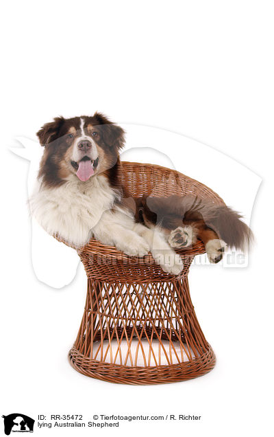 liegender Australian Shepherd / lying Australian Shepherd / RR-35472