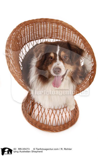 liegender Australian Shepherd / lying Australian Shepherd / RR-35473