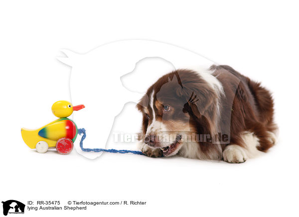liegender Australian Shepherd / lying Australian Shepherd / RR-35475