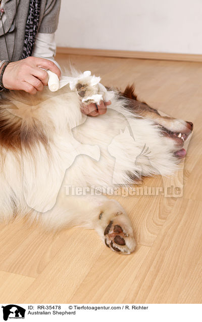 Australian Shepherd / RR-35478