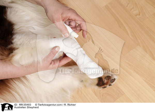 Australian Shepherd / Australian Shepherd / RR-35483