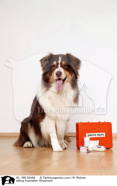 sitting Australian Shepherd / RR-35486
