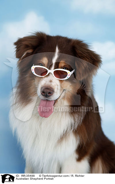 Australian Shepherd Portrait / Australian Shepherd Portrait / RR-35488
