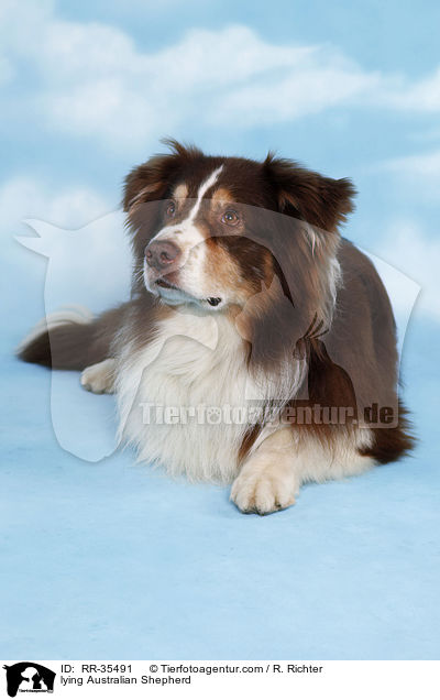 liegender Australian Shepherd / lying Australian Shepherd / RR-35491