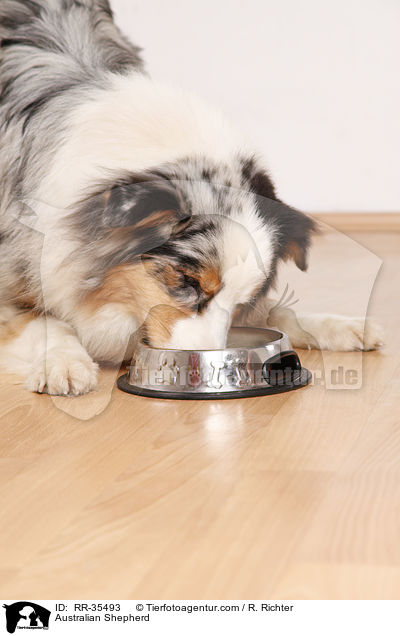 Australian Shepherd / Australian Shepherd / RR-35493