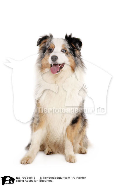 sitzender Australian Shepherd / sitting Australian Shepherd / RR-35515