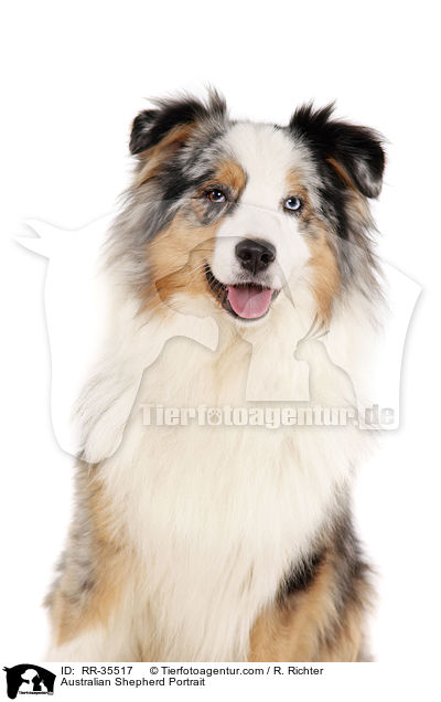 Australian Shepherd Portrait / Australian Shepherd Portrait / RR-35517