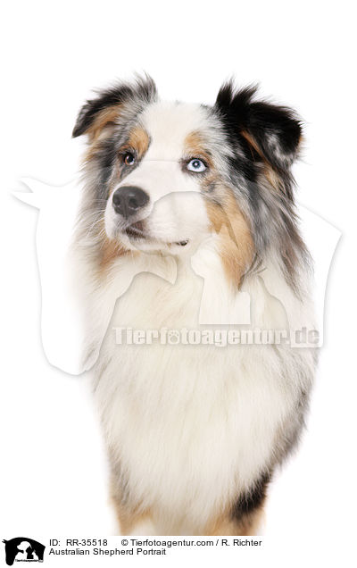 Australian Shepherd Portrait / Australian Shepherd Portrait / RR-35518