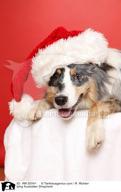 liegender Australian Shepherd / lying Australian Shepherd / RR-35541