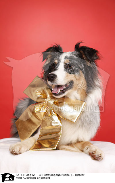 liegender Australian Shepherd / lying Australian Shepherd / RR-35542