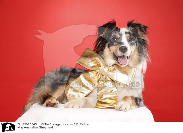 liegender Australian Shepherd / lying Australian Shepherd / RR-35543