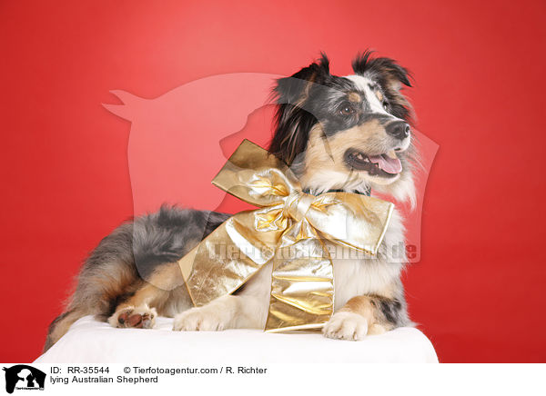 liegender Australian Shepherd / lying Australian Shepherd / RR-35544