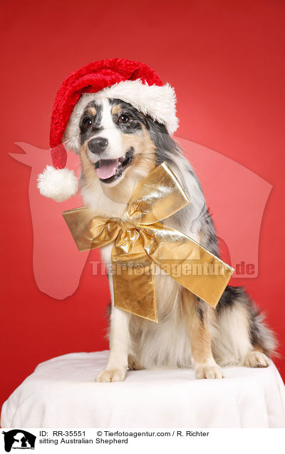 sitzender Australian Shepherd / sitting Australian Shepherd / RR-35551