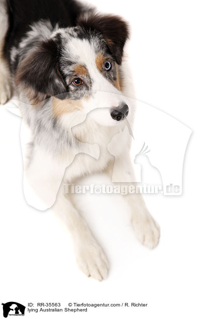 liegender Australian Shepherd / lying Australian Shepherd / RR-35563