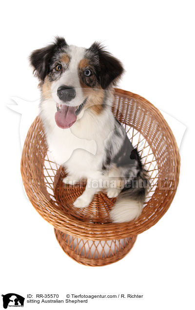 sitzender Australian Shepherd / sitting Australian Shepherd / RR-35570