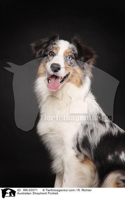 Australian Shepherd Portrait / Australian Shepherd Portrait / RR-35571