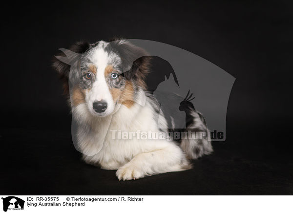 liegender Australian Shepherd / lying Australian Shepherd / RR-35575