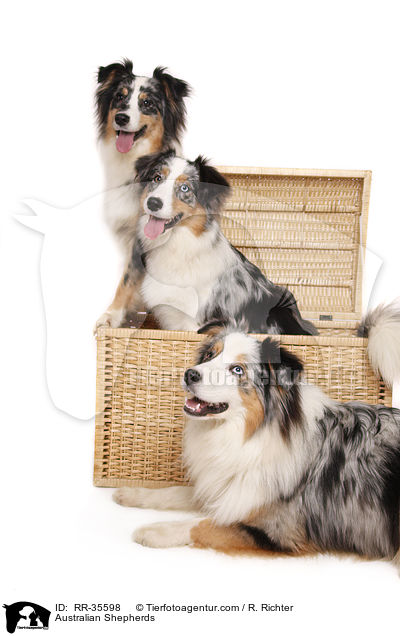 Australian Shepherds / Australian Shepherds / RR-35598