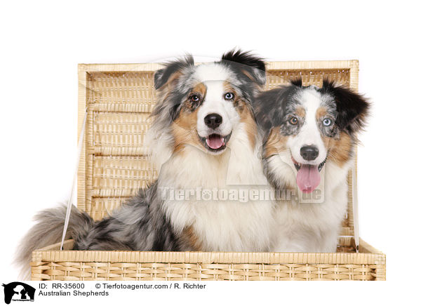 Australian Shepherds / Australian Shepherds / RR-35600