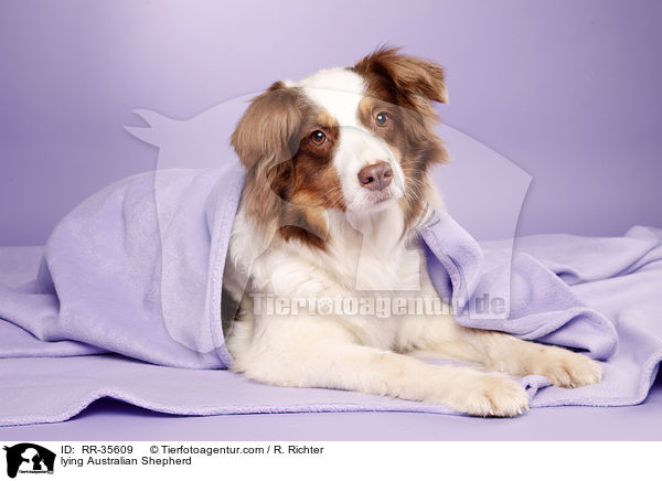 liegender Australian Shepherd / lying Australian Shepherd / RR-35609