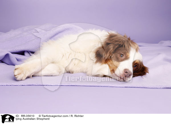 liegender Australian Shepherd / lying Australian Shepherd / RR-35610