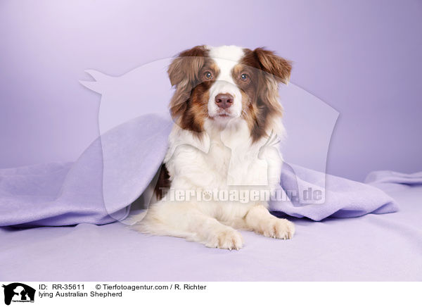 liegender Australian Shepherd / lying Australian Shepherd / RR-35611