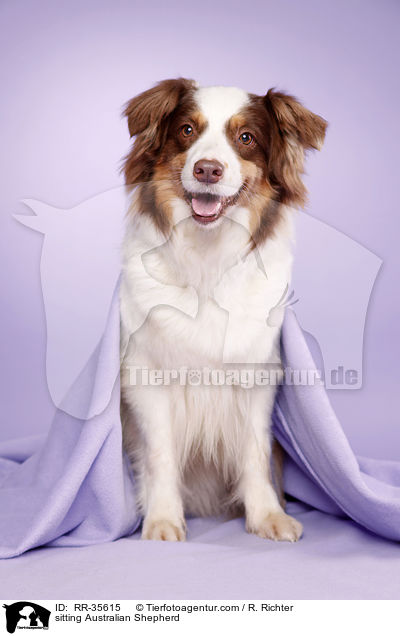 sitzender Australian Shepherd / sitting Australian Shepherd / RR-35615