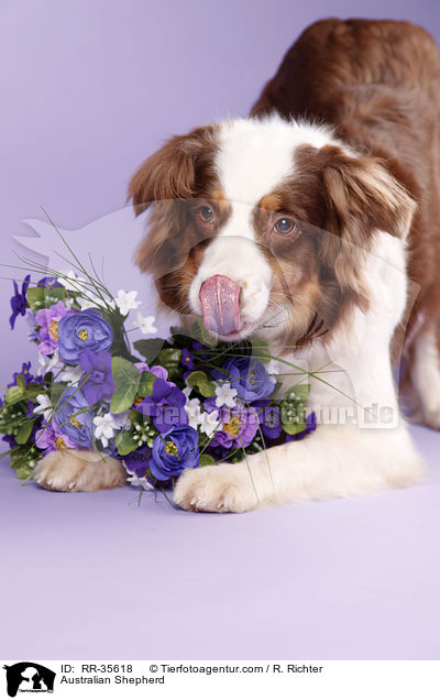 Australian Shepherd / Australian Shepherd / RR-35618