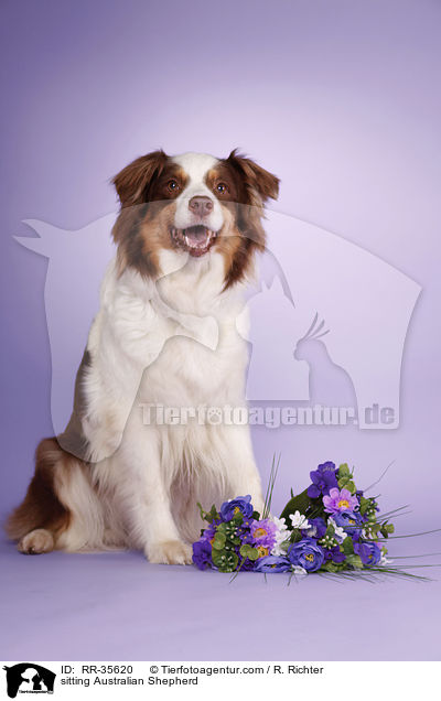 sitzender Australian Shepherd / sitting Australian Shepherd / RR-35620