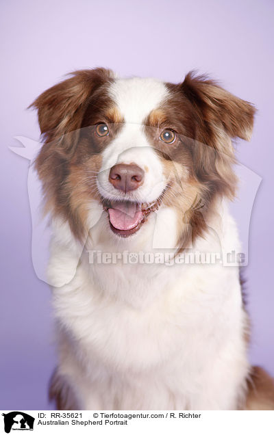 Australian Shepherd Portrait / Australian Shepherd Portrait / RR-35621