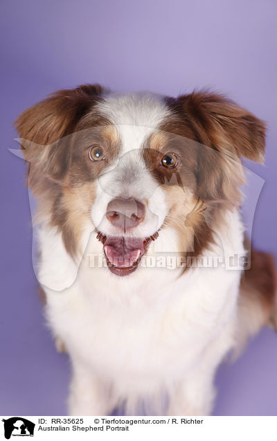 Australian Shepherd Portrait / Australian Shepherd Portrait / RR-35625