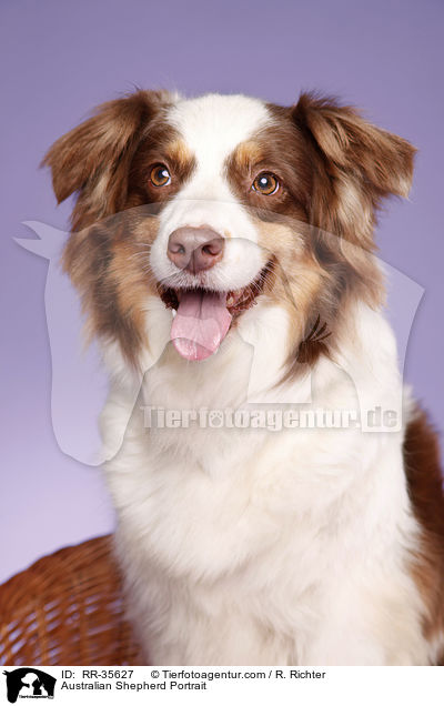 Australian Shepherd Portrait / Australian Shepherd Portrait / RR-35627