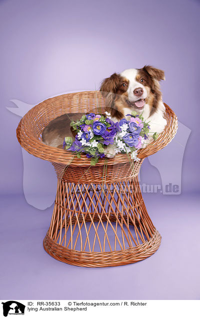 liegender Australian Shepherd / lying Australian Shepherd / RR-35633