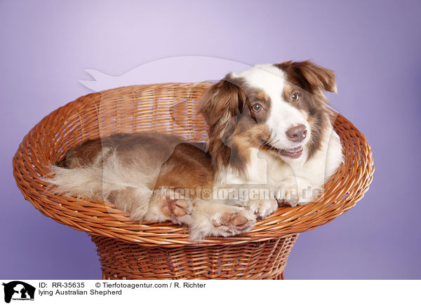 liegender Australian Shepherd / lying Australian Shepherd / RR-35635