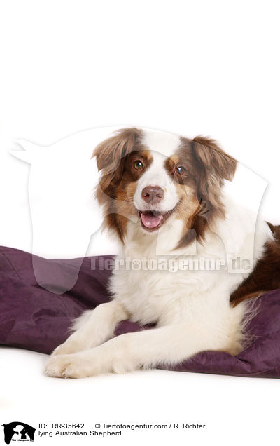 liegender Australian Shepherd / lying Australian Shepherd / RR-35642
