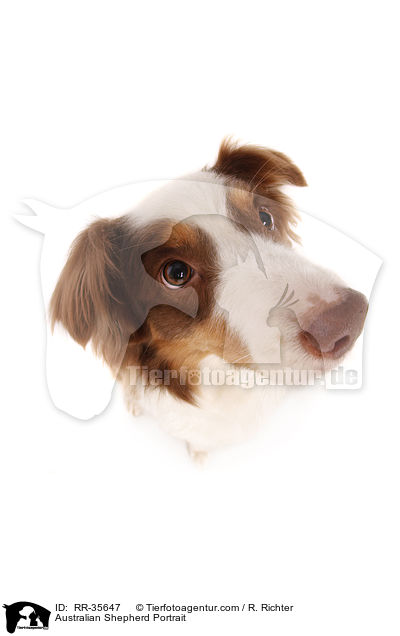 Australian Shepherd Portrait / Australian Shepherd Portrait / RR-35647