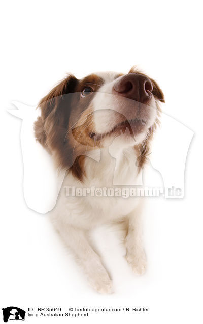 liegender Australian Shepherd / lying Australian Shepherd / RR-35649
