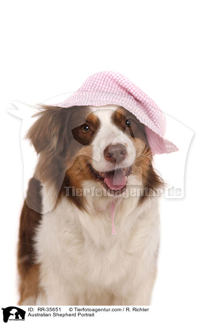 Australian Shepherd Portrait / Australian Shepherd Portrait / RR-35651