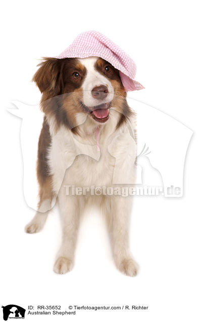 Australian Shepherd / Australian Shepherd / RR-35652