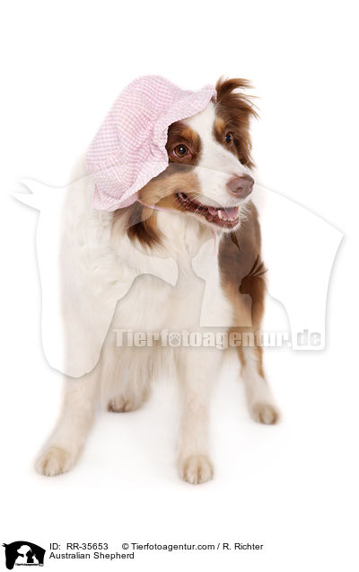 Australian Shepherd / Australian Shepherd / RR-35653