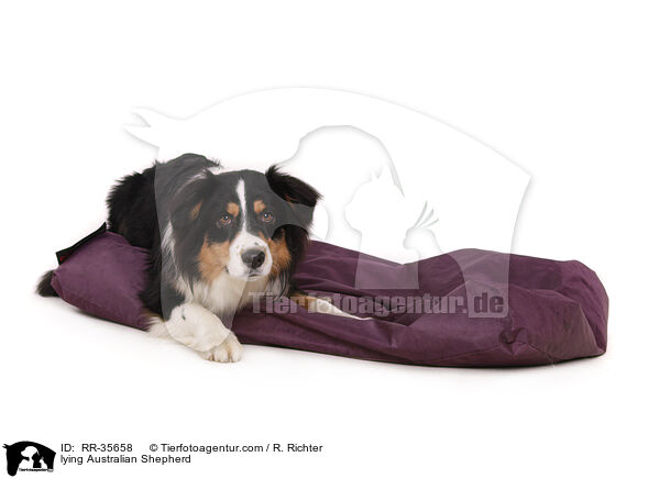 liegender Australian Shepherd / lying Australian Shepherd / RR-35658