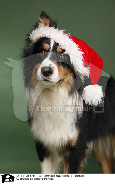 Australian Shepherd Portrait / Australian Shepherd Portrait / RR-35678