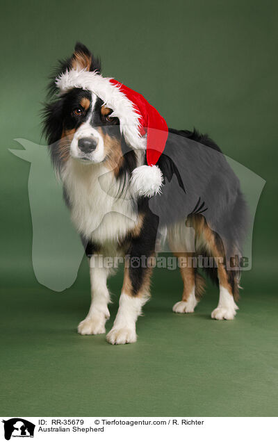 Australian Shepherd / Australian Shepherd / RR-35679