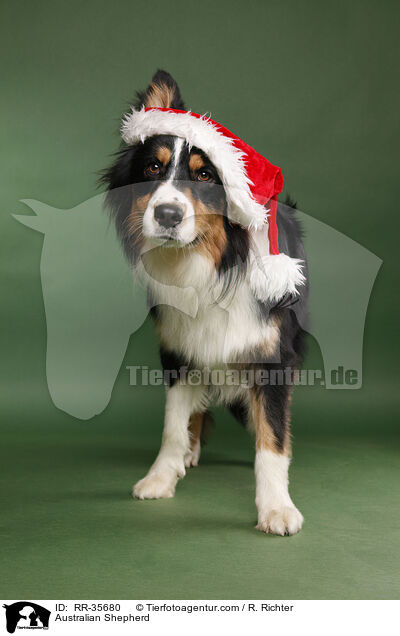 Australian Shepherd / Australian Shepherd / RR-35680