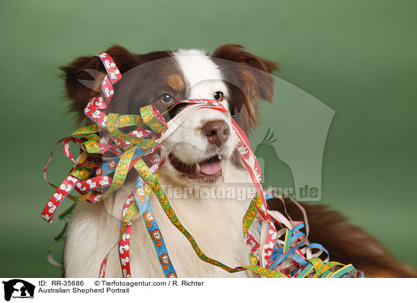 Australian Shepherd Portrait / Australian Shepherd Portrait / RR-35686