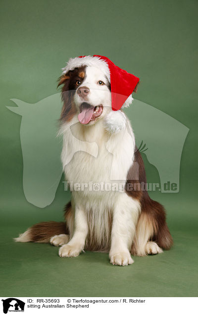 sitzender Australian Shepherd / sitting Australian Shepherd / RR-35693
